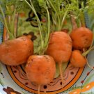 400+PARISIAN 2"ROUND CARROT Seeds Organic Non-Gmo Gourmet Garden/Containers