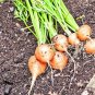 400+PARISIAN 2"ROUND CARROT Seeds Organic Non-Gmo Gourmet Garden/Containers