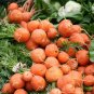 400+PARISIAN 2"ROUND CARROT Seeds Organic Non-Gmo Gourmet Garden/Containers