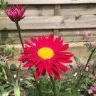 100+CHRYSANTHEMUM ROBINSON'S RED Seeds Bright Red Painted Daisy Garden/Container