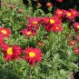 100+CHRYSANTHEMUM ROBINSON'S RED Seeds Bright Red Painted Daisy Garden/Container