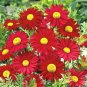 100+CHRYSANTHEMUM ROBINSON'S RED Seeds Bright Red Painted Daisy Garden/Container