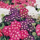 200+VERBENA MIX Flower Seeds Bright Colorful Groundcover Garden/Hanging Baskets
