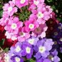 200+VERBENA MIX Flower Seeds Bright Colorful Groundcover Garden/Hanging Baskets