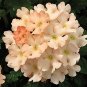 200+VERBENA MIX Flower Seeds Bright Colorful Groundcover Garden/Hanging Baskets