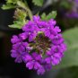 200+VERBENA MIX Flower Seeds Bright Colorful Groundcover Garden/Hanging Baskets