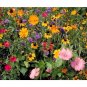 1 OZ=15,000+DEER RESISTANT WILDFLOWER MIX 15 Different Flower Seeds Butterflies