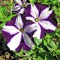 200+PETUNIA STAR MIX Flower Seeds Hanging Baskets Beds Window Boxes Containers