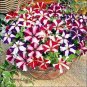 200+PETUNIA STAR MIX Flower Seeds Hanging Baskets Beds Window Boxes Containers