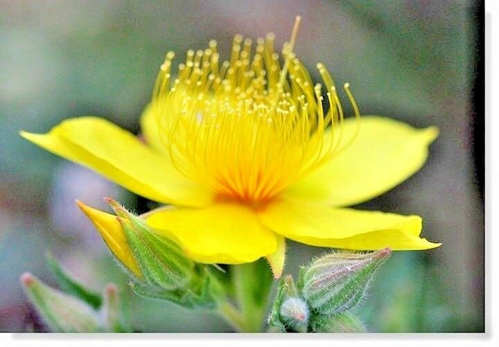 500+LINDLEY'S BLAZING / EVENING STAR Flower Seeds American Native Wildflower