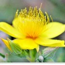 500+LINDLEY'S BLAZING / EVENING STAR Flower Seeds American Native Wildflower