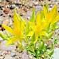 500+LINDLEY'S BLAZING / EVENING STAR Flower Seeds American Native Wildflower