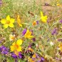 500+LINDLEY'S BLAZING / EVENING STAR Flower Seeds American Native Wildflower