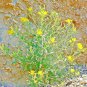 500+LINDLEY'S BLAZING / EVENING STAR Flower Seeds American Native Wildflower