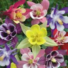 100+COLUMBINE MIX Seeds American Native Wildflower Aquilegia Garden/ Seeds USA Seller
