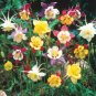 100+COLUMBINE MIX Seeds American Native Wildflower Aquilegia Garden/ Seeds USA Seller