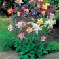 100+COLUMBINE MIX Seeds American Native Wildflower Aquilegia Garden/ Seeds USA Seller