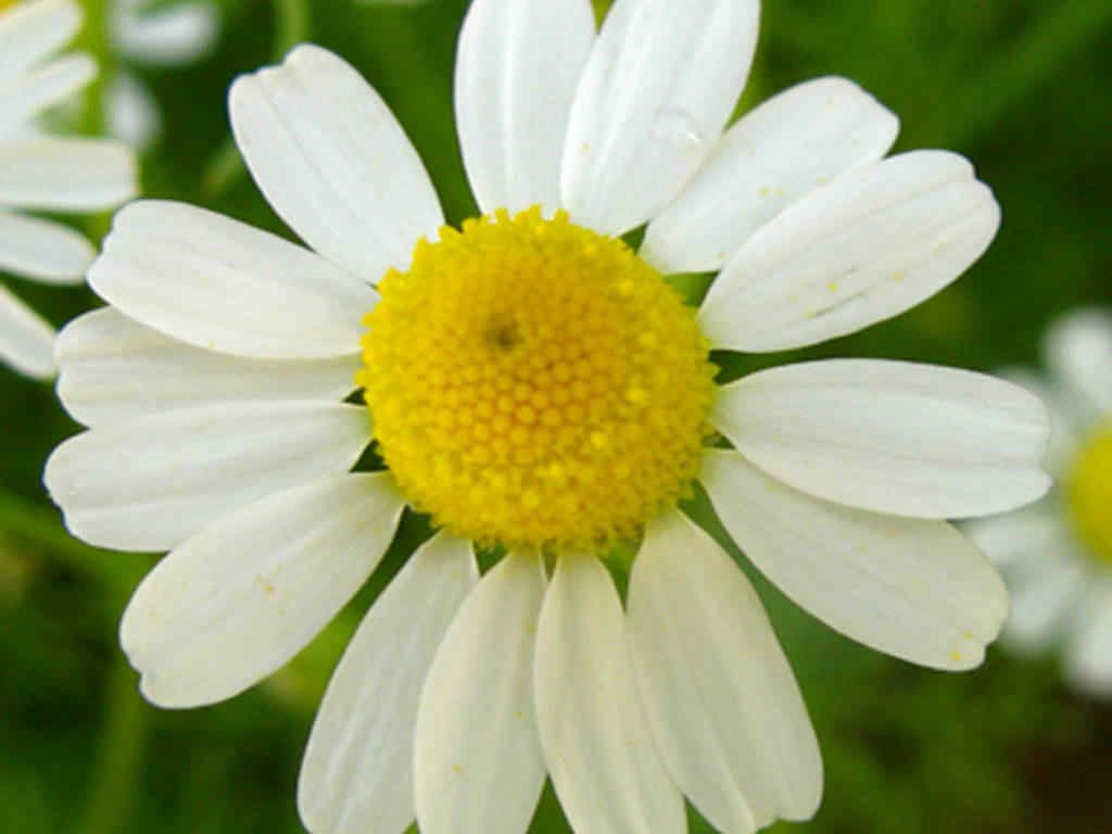 1001+COMMON GERMAN CHAMOMILE Flower Seeds Organic Herbal Tea Garden/Container