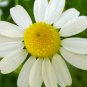 1001+COMMON GERMAN CHAMOMILE Flower Seeds Organic Herbal Tea Garden/Container