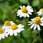 1001+COMMON GERMAN CHAMOMILE Flower Seeds Organic Herbal Tea Garden/Container