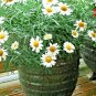1001+COMMON GERMAN CHAMOMILE Flower Seeds Organic Herbal Tea Garden/Container