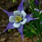 101+ROCKY MOUNTAIN COLUMBINE Seeds Native Wildflower Colorado Garden/Containers
