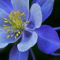 101+ROCKY MOUNTAIN COLUMBINE Seeds Native Wildflower Colorado Garden/Containers