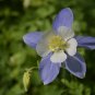 101+ROCKY MOUNTAIN COLUMBINE Seeds Native Wildflower Colorado Garden/Containers
