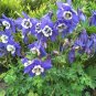 101+ROCKY MOUNTAIN COLUMBINE Seeds Native Wildflower Colorado Garden/Containers