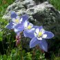 101+ROCKY MOUNTAIN COLUMBINE Seeds Native Wildflower Colorado Garden/Containers