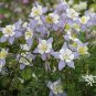 101+ROCKY MOUNTAIN COLUMBINE Seeds Native Wildflower Colorado Garden/Containers