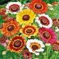 100+CHRYSANTHEMUM PAINTED DAISY MIX Seeds White Purple Red Yellow Patio/Garden