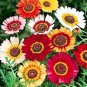 100+CHRYSANTHEMUM PAINTED DAISY MIX Seeds White Purple Red Yellow Patio/Garden