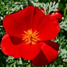 1000+"RED CHIEF" CALIFORNIA POPPY Flower Seeds Native Wildflower Garden/Potted