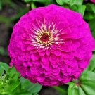 300+ZINNIA"PURPLE PRINCE" Flower Seeds Large 4-5" Flowers Butterfly Garden Bee's