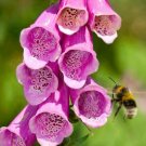 2500+FOXGLOVE MIX Seeds Pink Purple White Lavender Butterflies Garden/Containers
