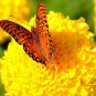 $8.00-QUICK & EASY BUTTERFLY GARDEN KIT Fast Growing Seeds Blooms Spring to Fall