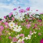 $8.00-QUICK & EASY BUTTERFLY GARDEN KIT Fast Growing Seeds Blooms Spring to Fall