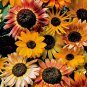 $8.00-QUICK & EASY BUTTERFLY GARDEN KIT Fast Growing Seeds Blooms Spring to Fall