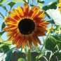 $8.00-QUICK & EASY BUTTERFLY GARDEN KIT Fast Growing Seeds Blooms Spring to Fall