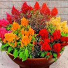 500+CELOSIA MIX Flower Seeds Pampus Plume/Feathery Amaranth Garden/Containers