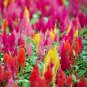 500+CELOSIA MIX Flower Seeds Pampus Plume/Feathery Amaranth Garden/Containers