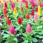 500+CELOSIA MIX Flower Seeds Pampus Plume/Feathery Amaranth Garden/Containers