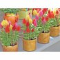 500+CELOSIA MIX Flower Seeds Pampus Plume/Feathery Amaranth Garden/Containers