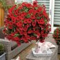 2000+ "FIRE CHIEF" DWARF PETUNIA Flower Seeds Garden/Containers Hanging Baskets
