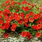 2000+ "FIRE CHIEF" DWARF PETUNIA Flower Seeds Garden/Containers Hanging Baskets