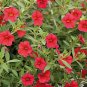 2000+ "FIRE CHIEF" DWARF PETUNIA Flower Seeds Garden/Containers Hanging Baskets