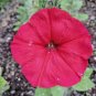 2000+ "FIRE CHIEF" DWARF PETUNIA Flower Seeds Garden/Containers Hanging Baskets