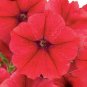 2000+ "FIRE CHIEF" DWARF PETUNIA Flower Seeds Garden/Containers Hanging Baskets