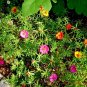 500+PORTULACA (ROSE MOSS) DOUBLES MIX Flower Seed Long Bloomer Garden/Container.